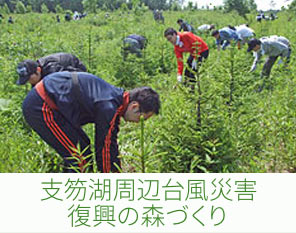 支笏湖周辺台風災害復興の森づくり