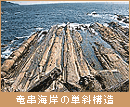 竜串海岸の単斜構造
