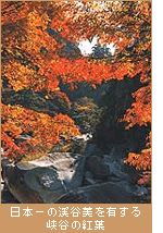 日本一の渓谷美を有する峡谷の紅葉
