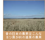 昔の日本の風景はこんなヨシ原が秋の湿原の風景