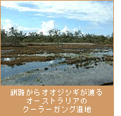 釧路からオオジシギが渡るオーストラリアのクーラーガング湿地
