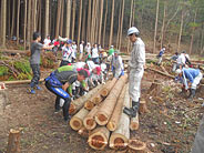 きれいに長さで揃えられた杉