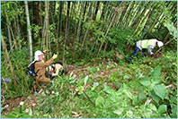 崖下の竹を伐採