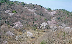 歌垣山をこんな山にしたい