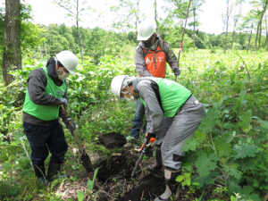 ヤマザクラ植樹活動