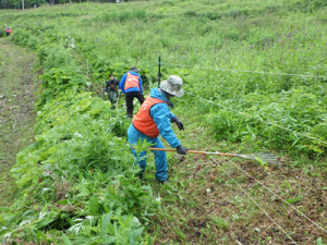 電気柵周辺の除草作業