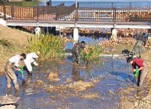 大学生と除草作業