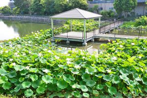 水生植物帯の蓮