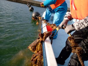 海中の花枝の袋を回収