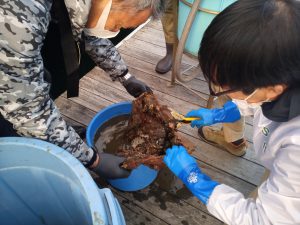 袋を回収し種子の取り出し
