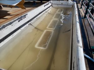 苗床を水槽に入れて種子から苗を育てていきます