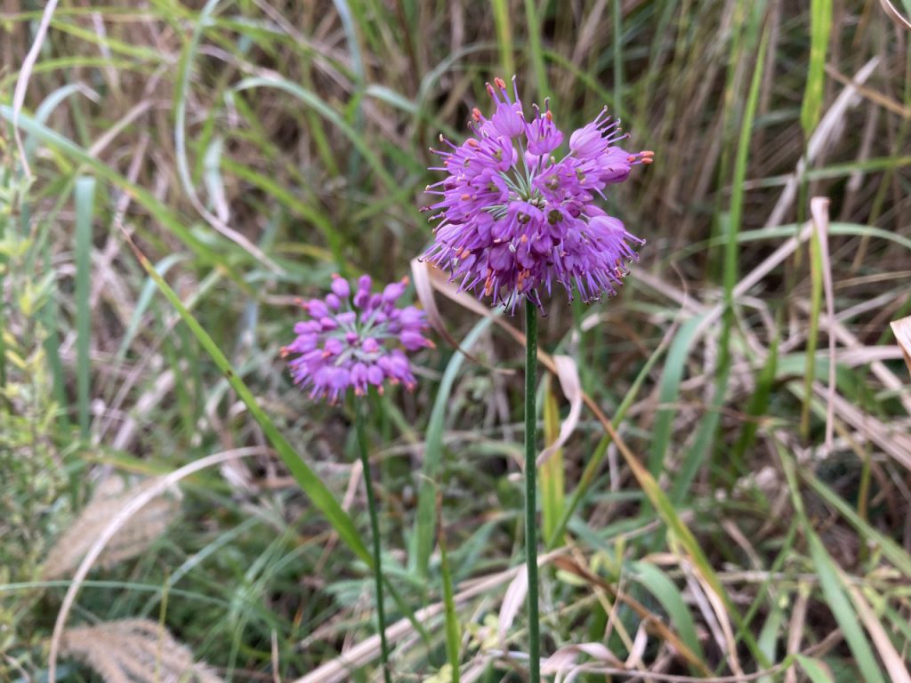 足元にはきれいな花が
