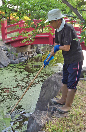 琴柱池の清掃
