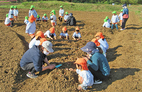 保育園児チューリップ球根植付け