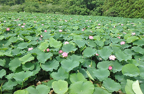 復活した蓮の花