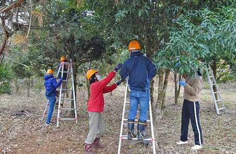 定例お手入れ会での樹木の剪定作業