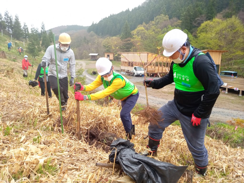 穴を掘ってミズキを植樹
