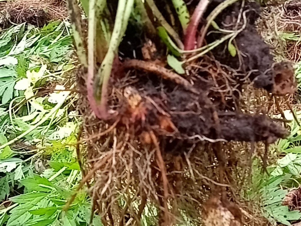 大きく成長した根