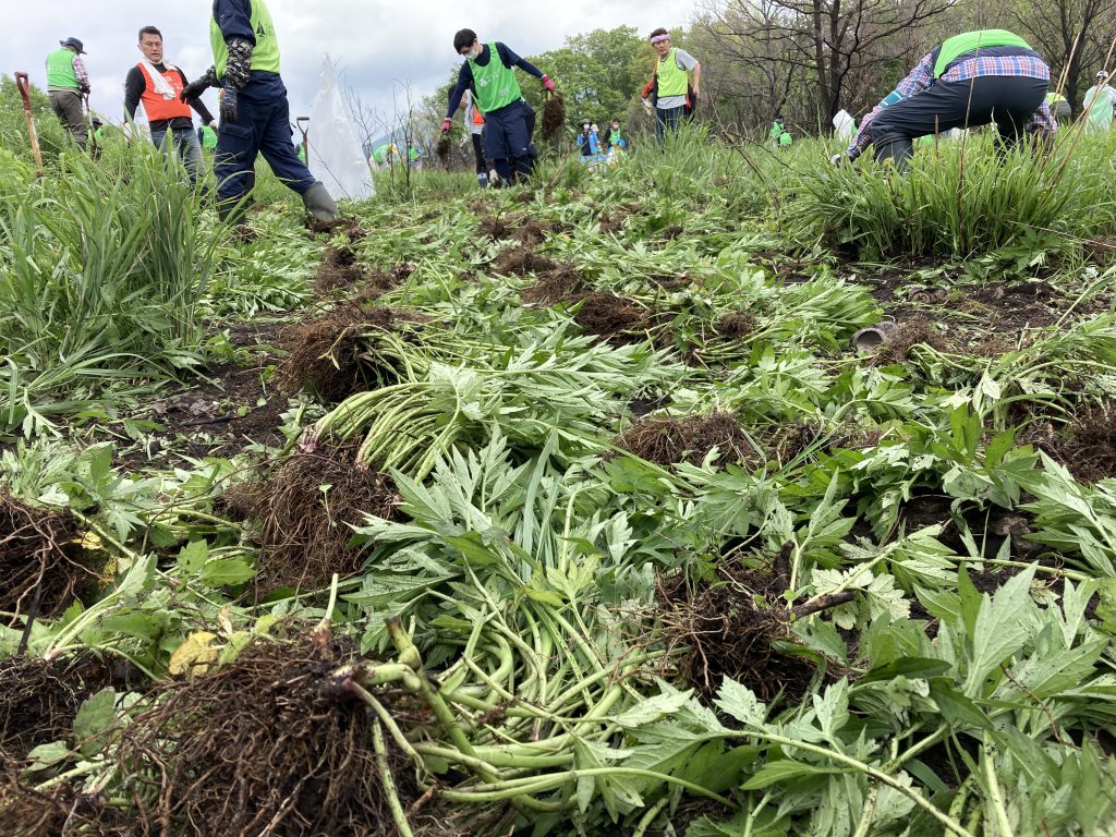 駆除した根は10日間乾燥させてから焼却処分