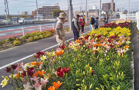 色とりどりのゆりが一斉に開花を迎える