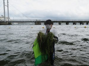 昨年まいたアマモが立派に成長しました