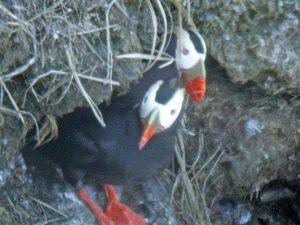 片岡さんに移住を決意させた美しい海鳥エトピリカ。以前は霧多布でも繁殖していたが、現在は根室市内で確認されるのみ