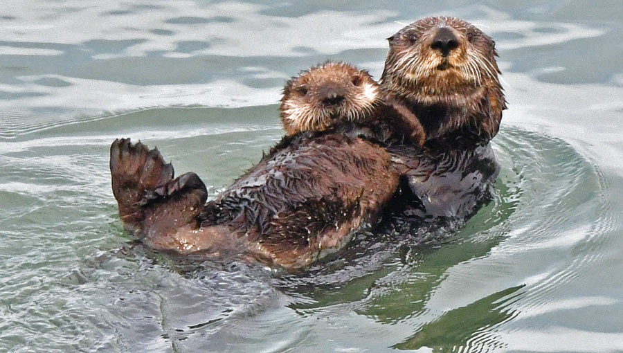 100m離れていても片岡さんのカメラを気にする親子。観察は静かに、慎重に