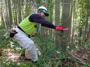 伐採する竹にテープでマーキング