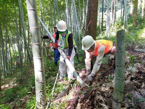 循環利用するため、玉切りを実施