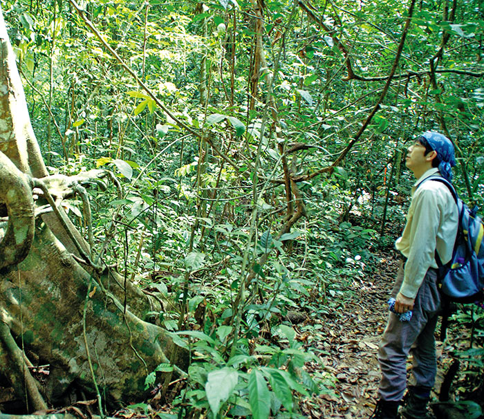 ハキリアリが住むのは中南米の熱帯雨林