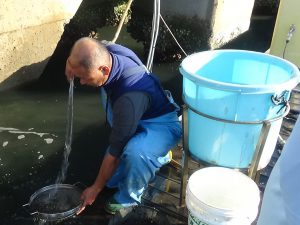 海水での種子選別