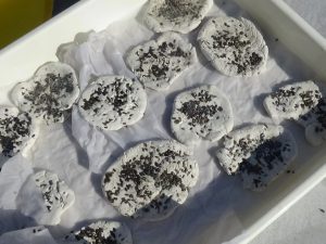 紙粘土に種を付けます