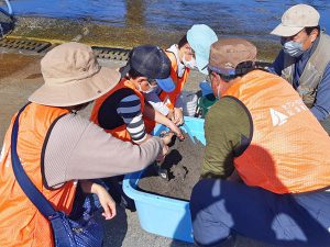 腐葉土と浜の砂を混ぜます