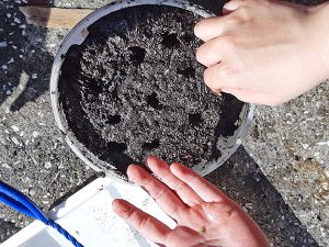 種を植えます
