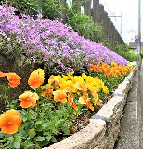 坂の路肩に設けられた長い花壇。地植えの芝桜とビオラのコントラストが目を引く