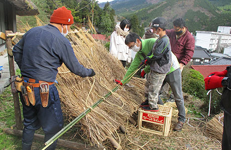 刈り取ったススキを使った茅葺き屋根の葺き替え体験会