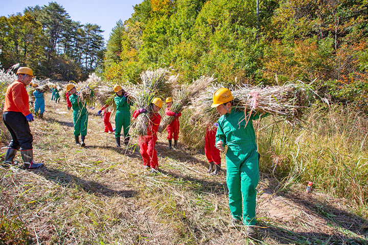 茅となるススキを刈りだす中学生（写真：高原の自然館　白川勝信）