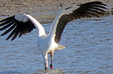 大添ため池い飛来したコウノトリ