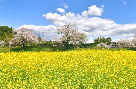 菜の花と桜に彩られた春の飯給駅西側