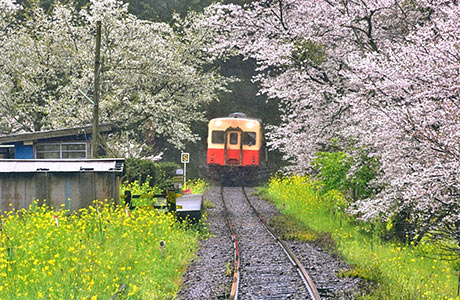 菜の花祭りの時期、満開の菜の花の中を走る小湊鐡道の列車