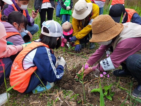 サクラソウの苗5株を植栽
