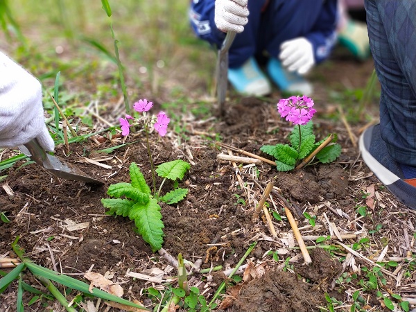 サクラソウ植栽後