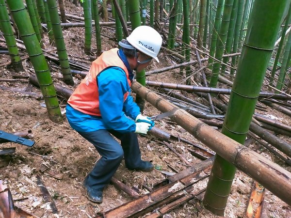 枯れタケの搬出作業