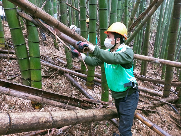 枯れタケの搬出作業