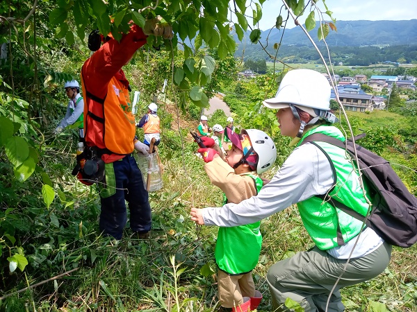 このツルを切ってみよう
