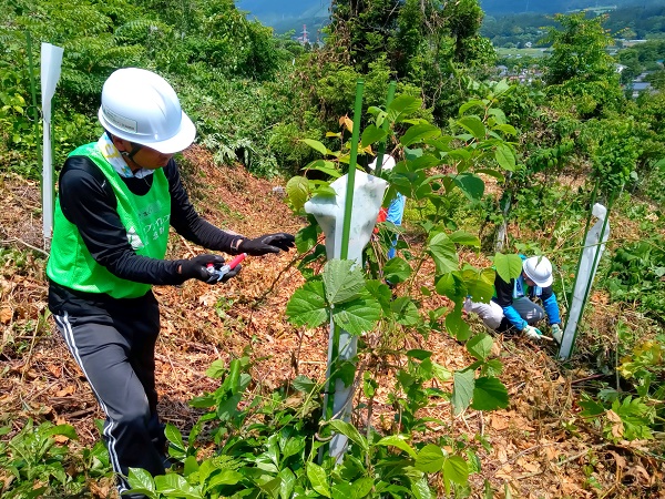 慎重にツルを除去していきます