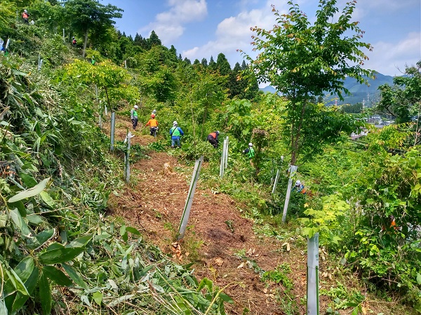 活動後、幼木が見えてきました