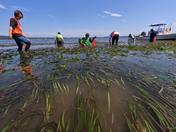 アマモはしっかり育っています