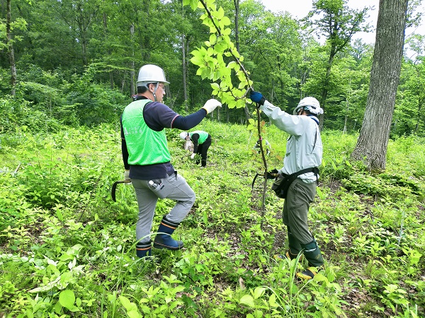 成長した幼木を確認