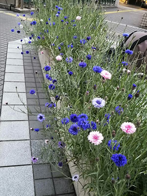 春には綺麗な花が人々の目を楽しませた